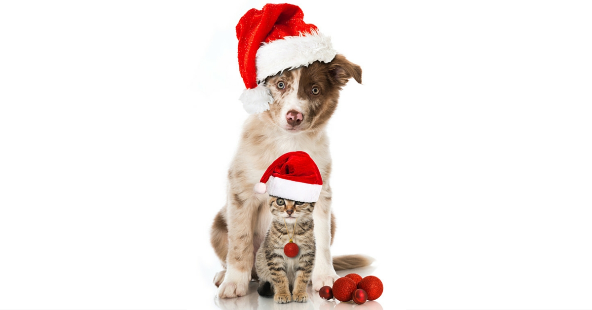 A Christmas Kennel What you should look for? PetStayAdvisor